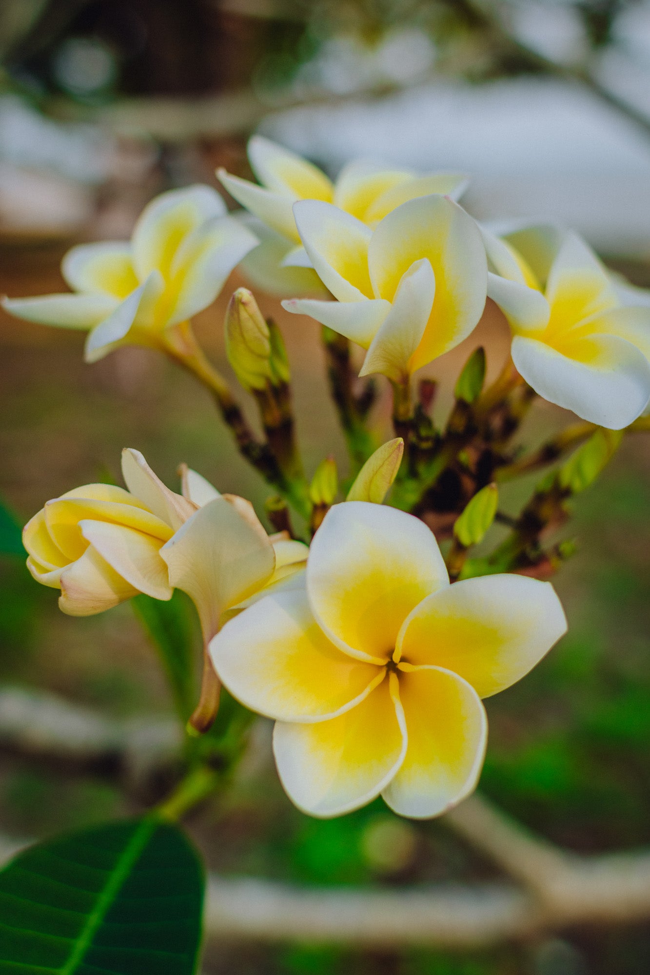 FRANGIPANI GIRL FROM HUA HIN