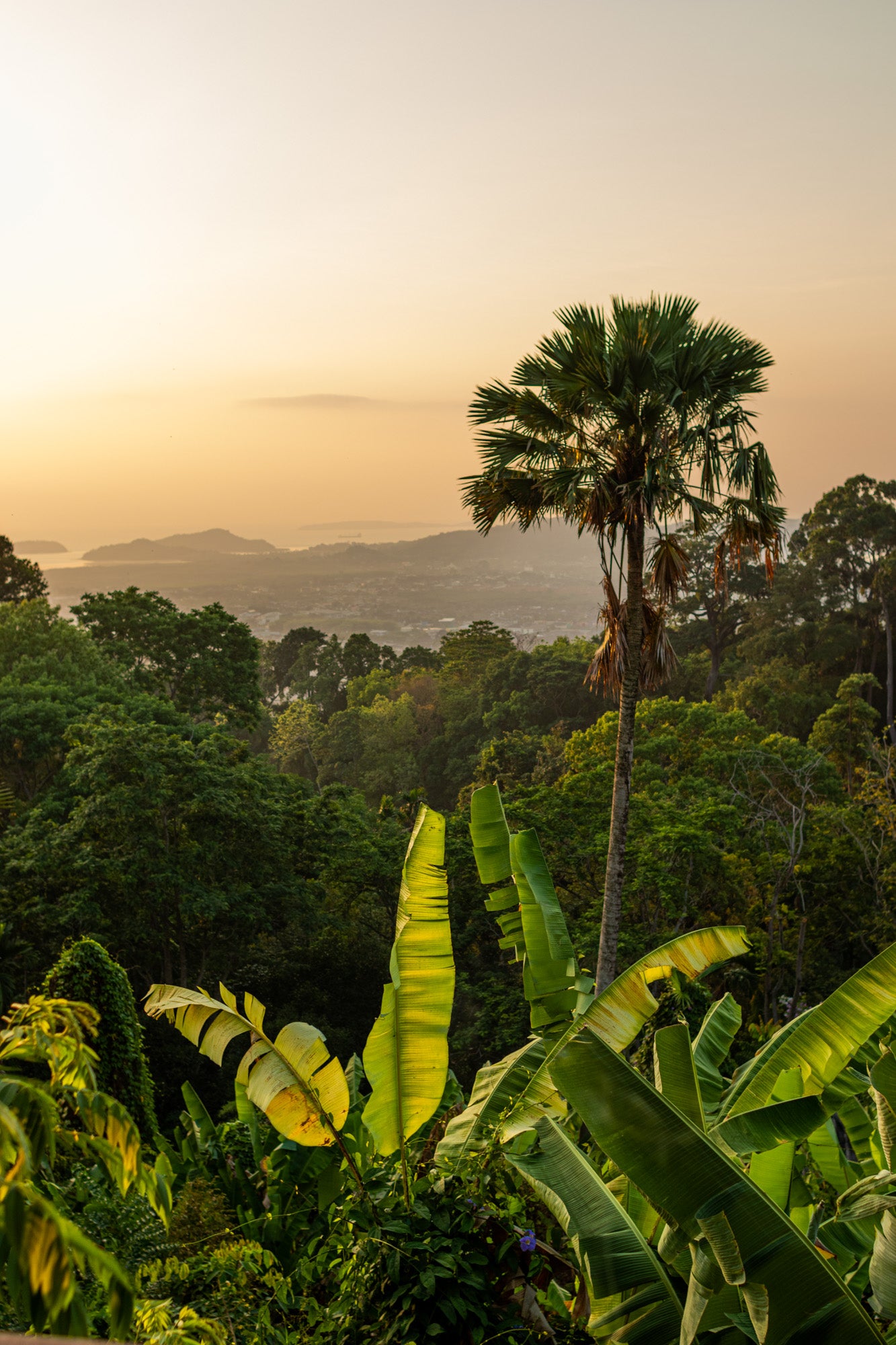 TROPICAL NIGHT IN THE JUNGLE HUT