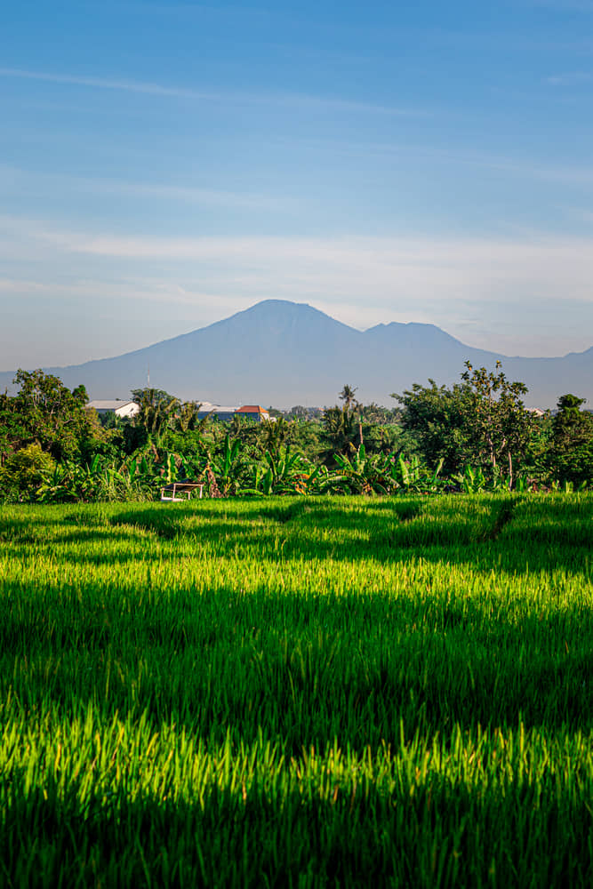 GREEN UBUD BUDDHA