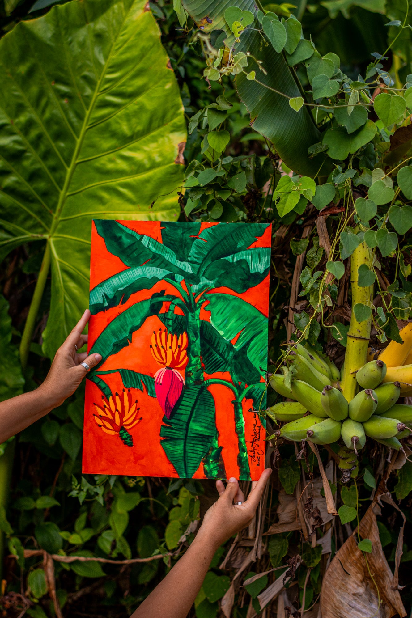 THAI BANANA PALM