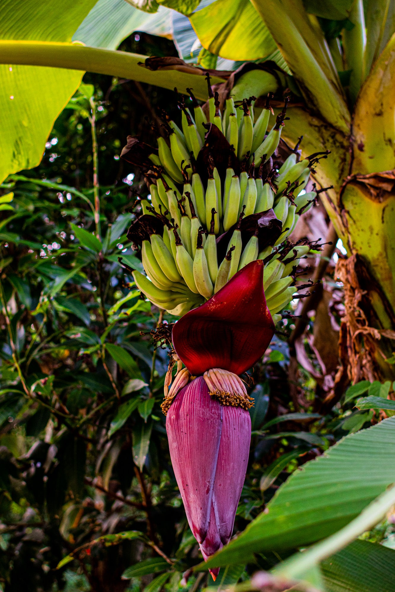 THAI BANANA PALM