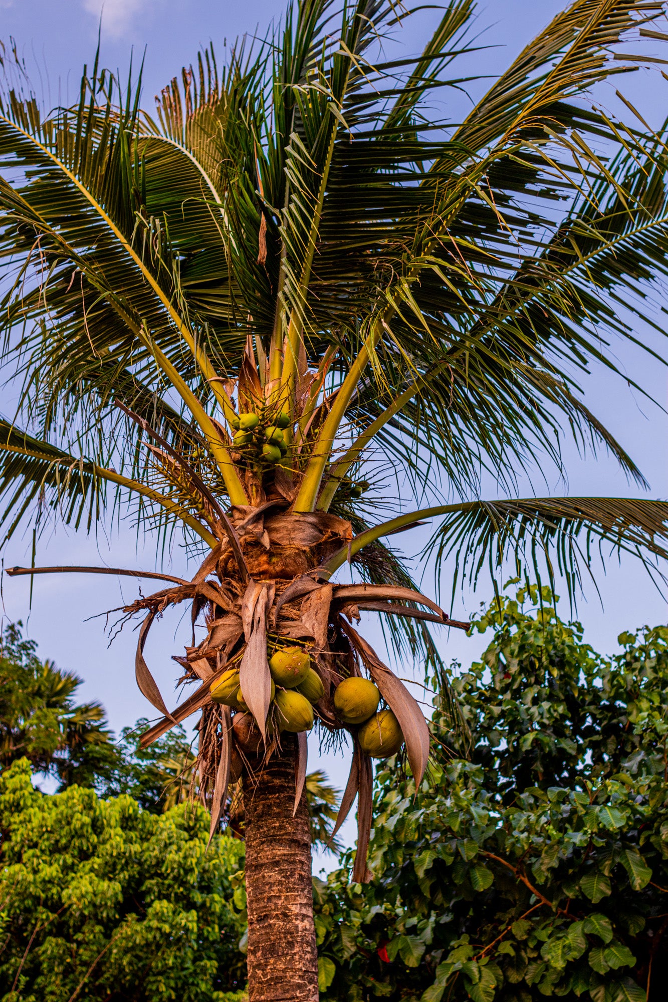 THAI COCONUT PALM