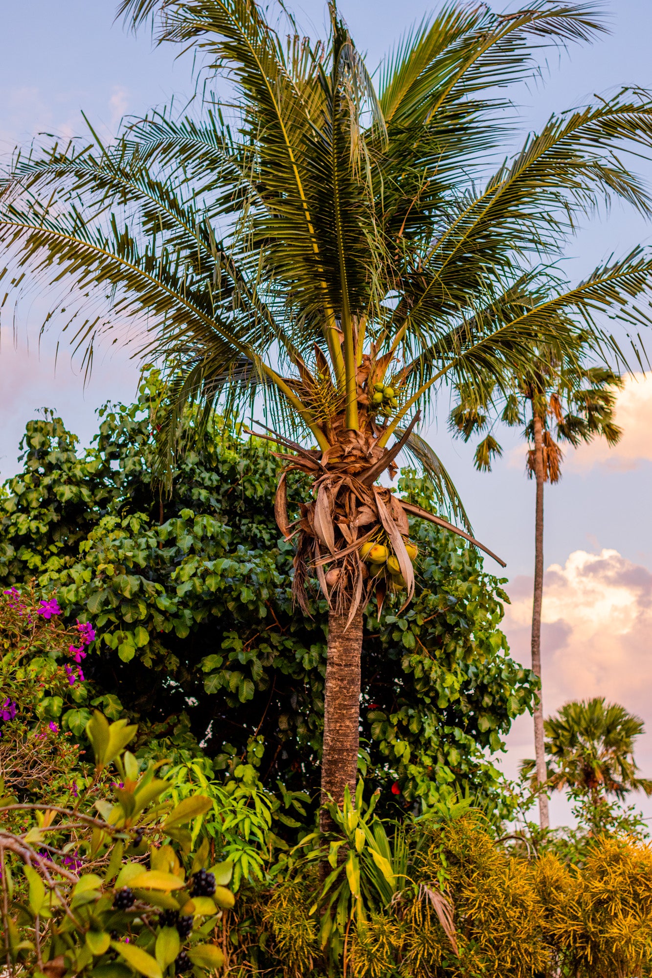 THAI COCONUT PALM